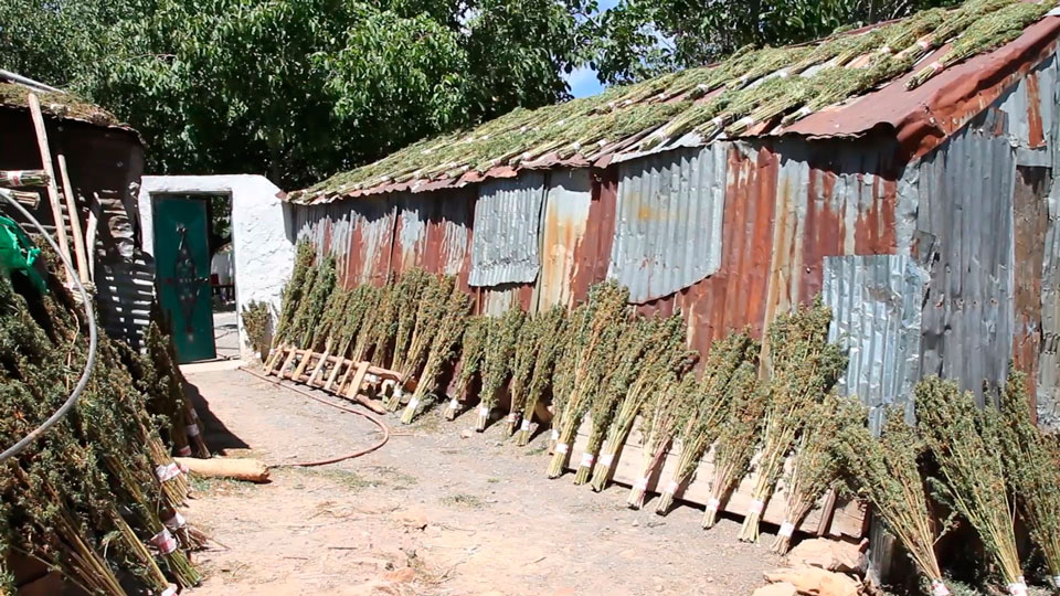 Secado de cannabis en Marruecos.