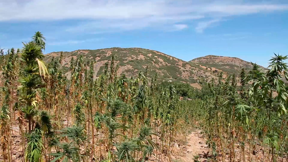 Campo de cannabis en Marruecos.