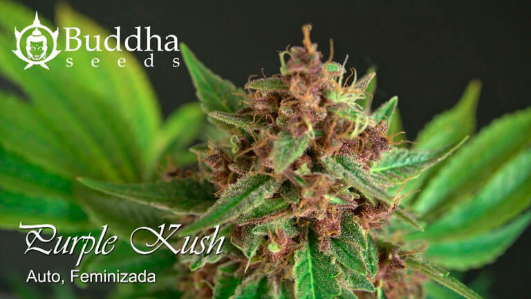 Purple Kush Auto de Buddha Seeds