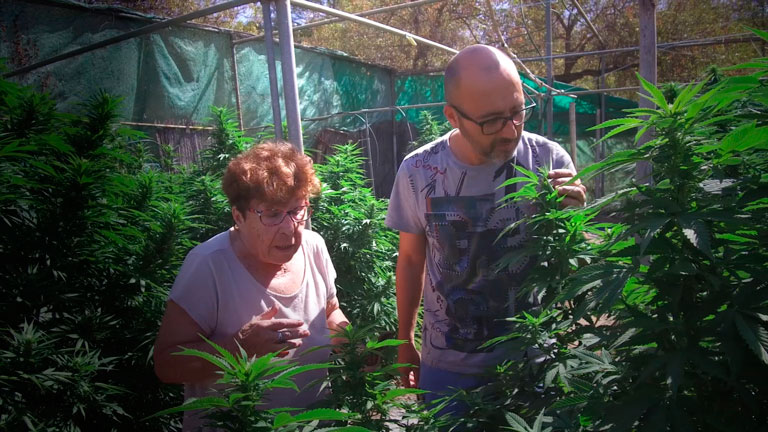 La 'abuela cannabis' siempre entre plantas