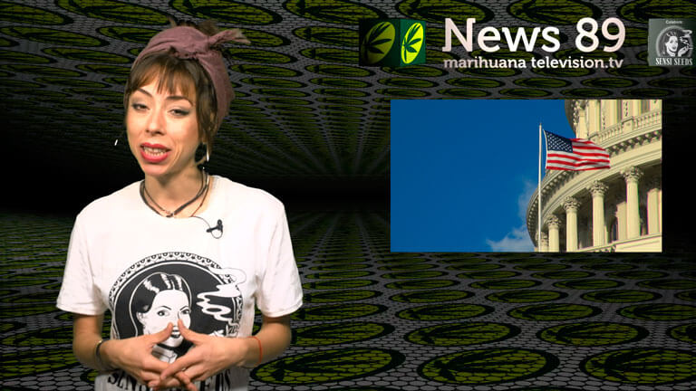 Toda la información cannábica en Marihuana News 89 - Floración de CBD