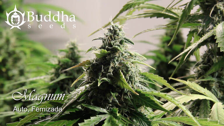 Cogollo de la Magnum de Buddha Seeds