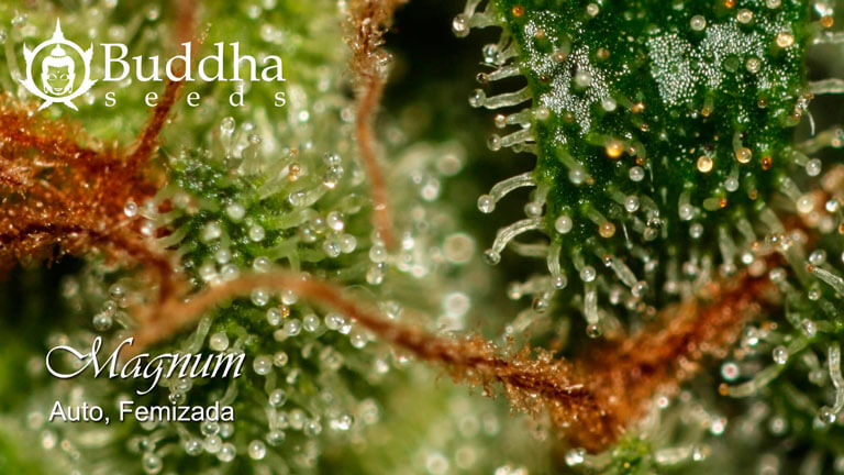 Tricomas de la Magnum de Buddha Seeds