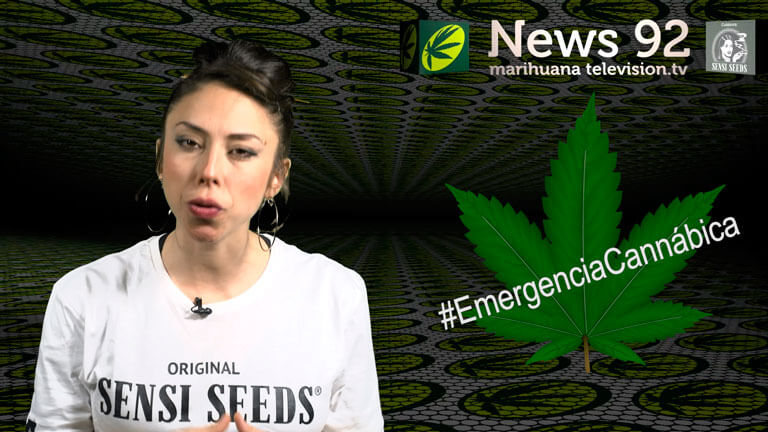 Emergencia cannábica en Marihuana News 92